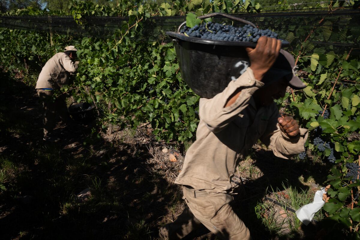 Mendoza es la provincia con mayor cantidad de hectáreas plantadas con Syrah. - Ignacio Blanco / Los Andes