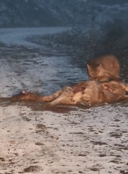 Volvían de tomar unos mates y filmaron a un puma comiendo a un guanaco: cómo actuar en estos casos. Foto: Captura Video