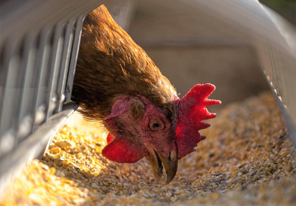 Cualquier persona puede notificar una sospecha al Senasa si identifica mortandad, signos nerviosos, digestivos y/o respiratorios en aves silvestres o de corral.