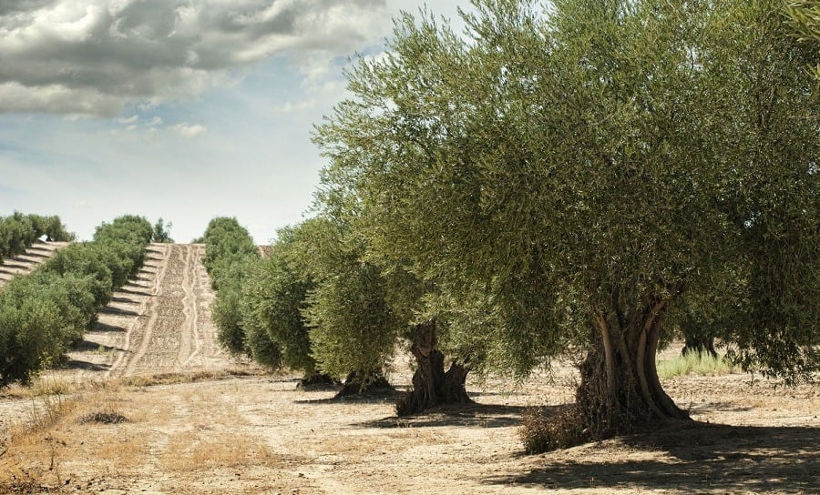 Querían posicionar a Old Tree como un referente de innovación y calidad en la industria. Había explorado nuevas técnicas para obtener aceites con mayores niveles de antioxidantes.