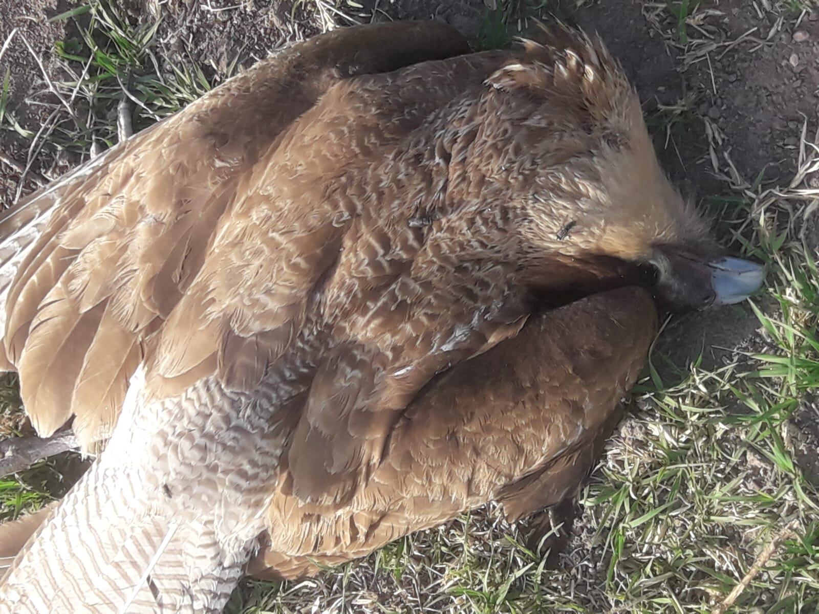 No fue tragedia de milagro: encontraron más de 10 animales muertos e intoxicados con veneno en el Sur. Foto: Gentileza.