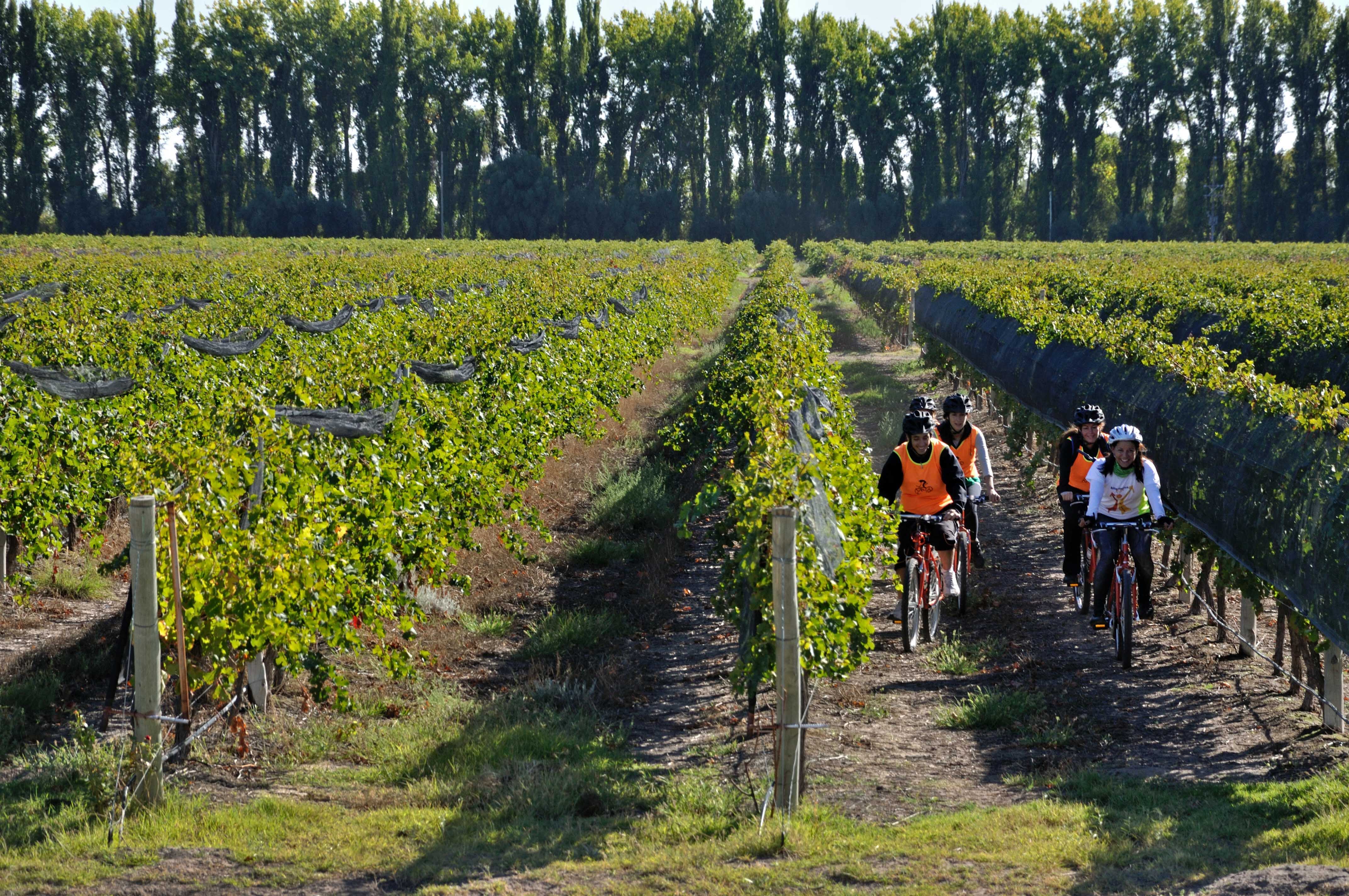 Paseos por los viñedos de Bodega Bianchi en San Rafael.