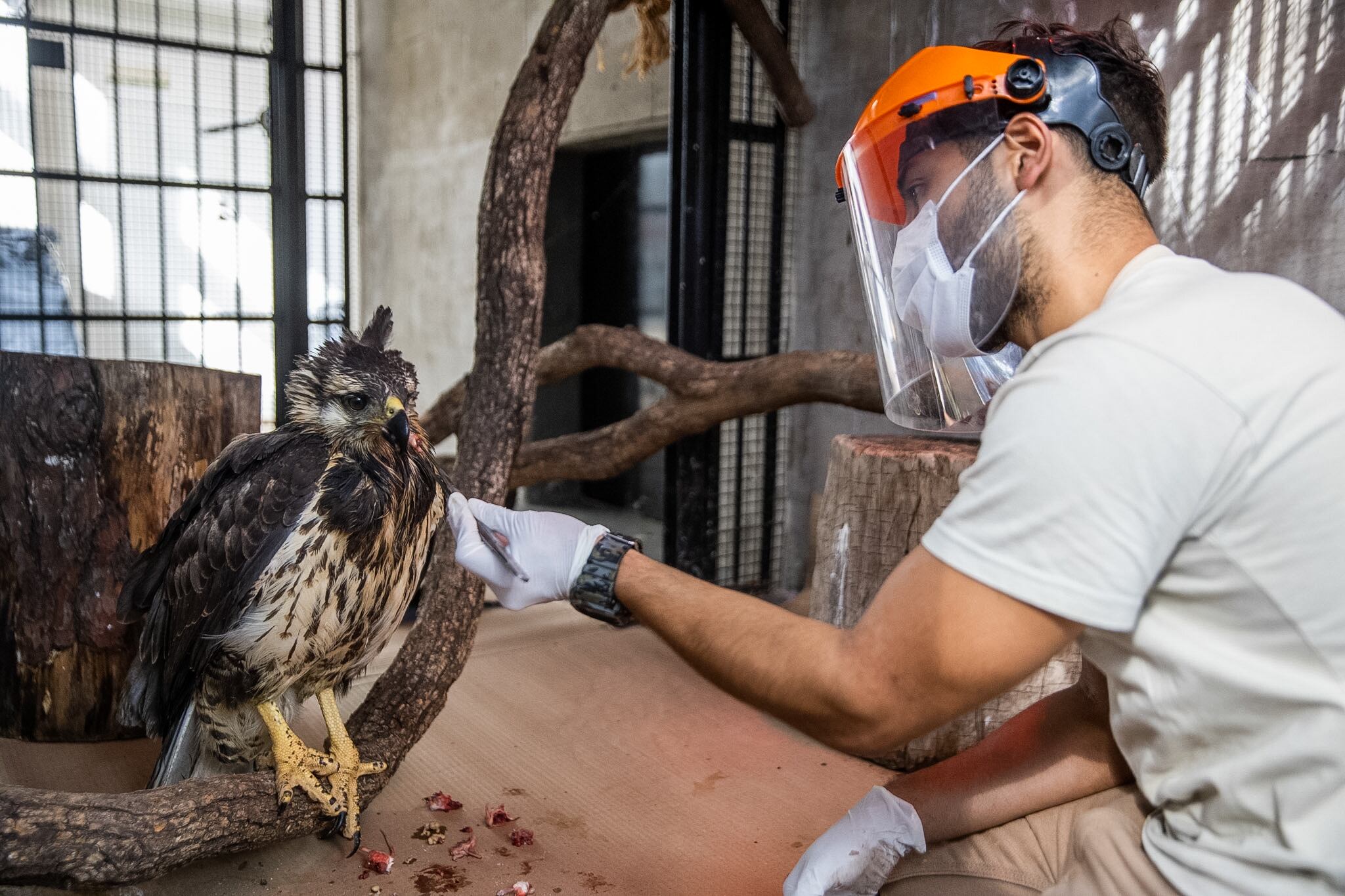 Fotos y video: así fue la emotiva liberación del águila rescatada al borde de la muerte hace un año. Foto: Gentileza Dirección de Recursos Naturales Renovables de Mendoza.