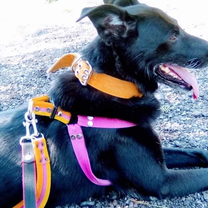 Yessi, la perrita adoptada que cambió la vida de toda una familia y es fiel compañera de los Bomberos. Foto: Gentileza.