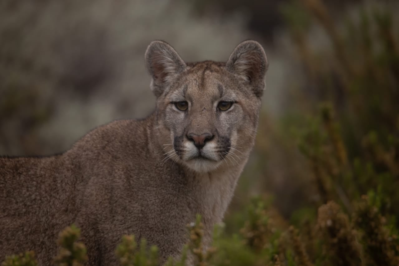 Las impactantes fotos de toda una familia de pumas en Villavicencio, tomadas hace un mes. Foto: Martín Pérez - Guardaparque Reserva Villavicencio