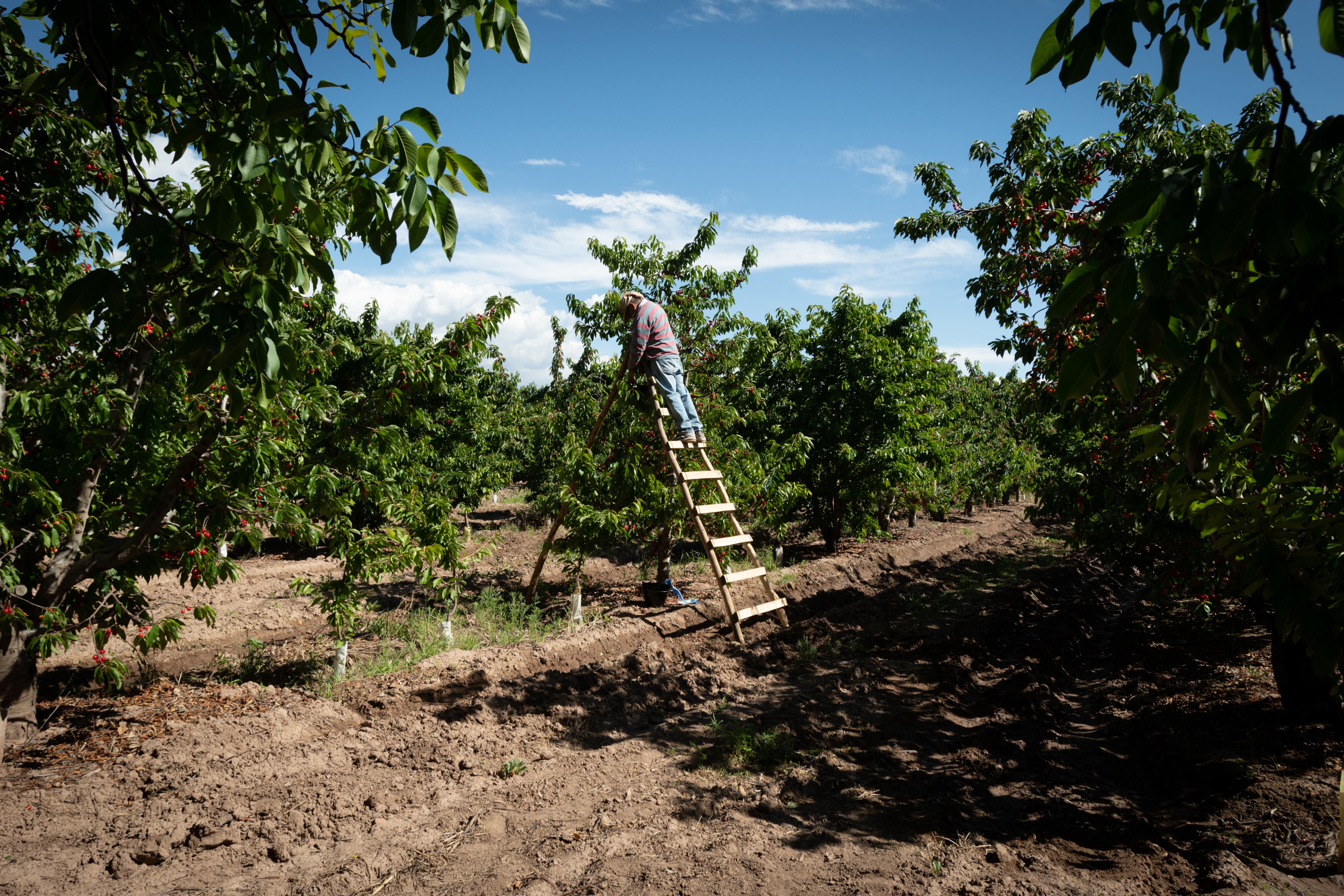 Mendoza cuenta con la ventaja de poder ofrecer al mercado productos primicia.