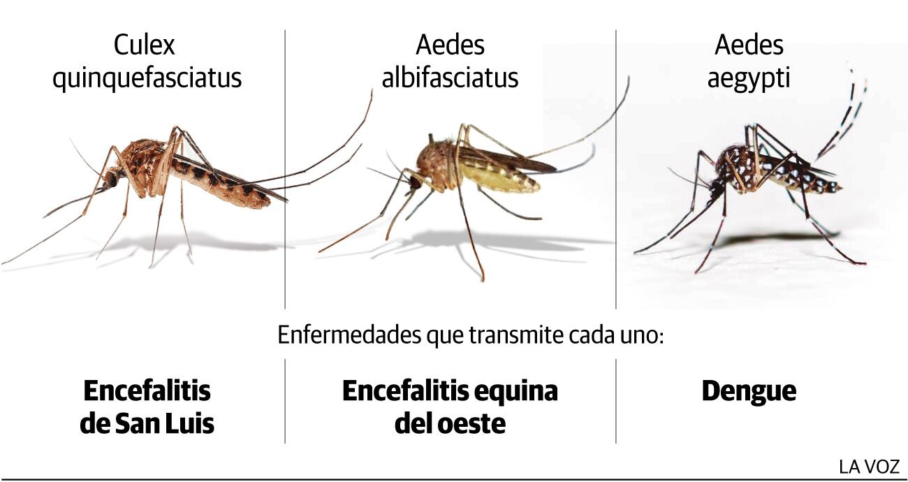 Cuidado con los mosquitos