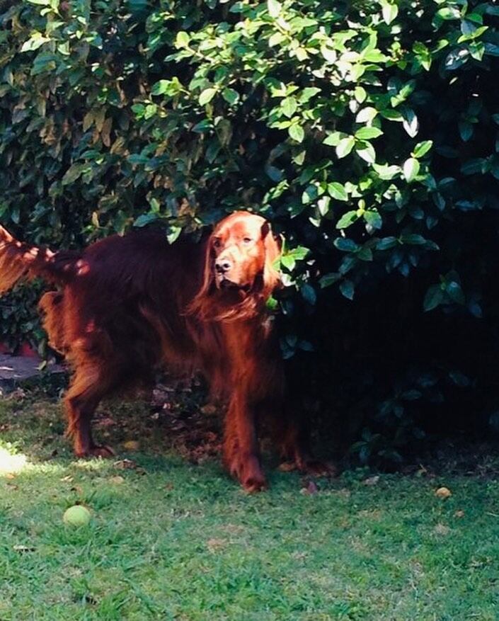 Ángel de Brito atraviesa un duro momento tras la pérdida de su perro Chester