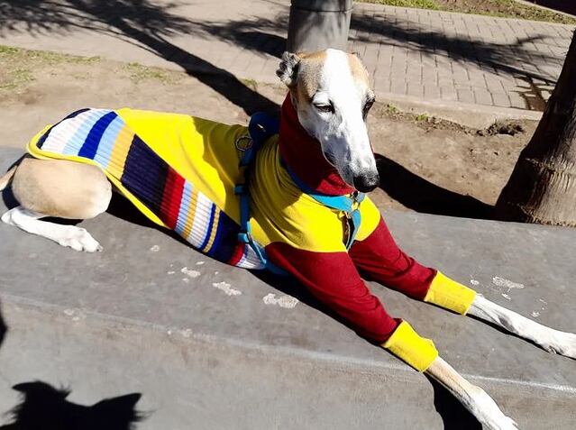 La foto viral del galgo con mangas largas - Foto Matías De Caro @mdkro