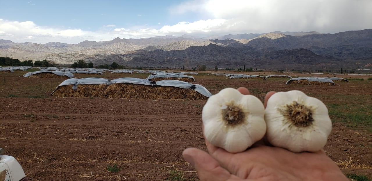 Uno de los métodos tradicionales de conservación del ajo a campo es el armado de parvas, con cubierta de nylon