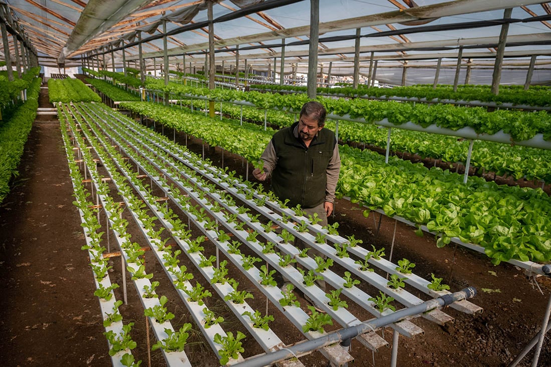 Alejandro Davis, propietario de Finca el Sauce que se especializa en cultivos hidropónicos.