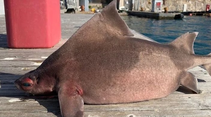 Dos marineros divisaron al tiburón cerdo flotando en aguas de la isla de Elba, en Italia.