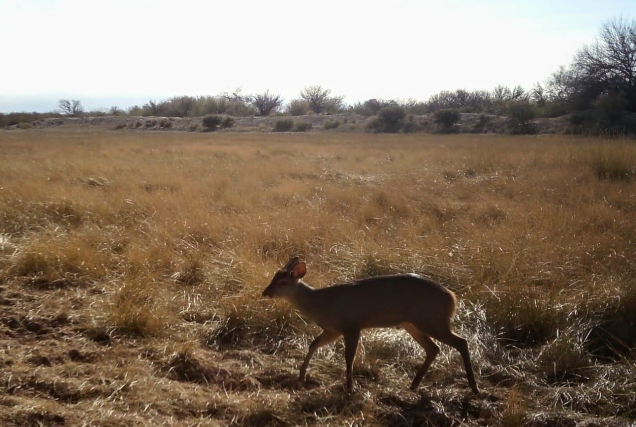 Qué se sabe de la especie de ciervo avistada por primera vez en Mendoza: podría haber 5 ejemplares. Foto: Gobierno de Mendoza