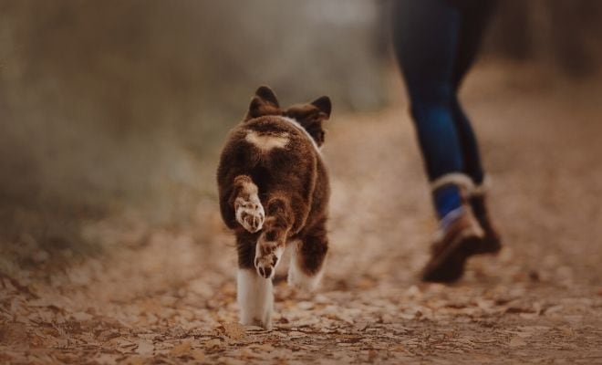 Esto significa soñar con perros. (Web).