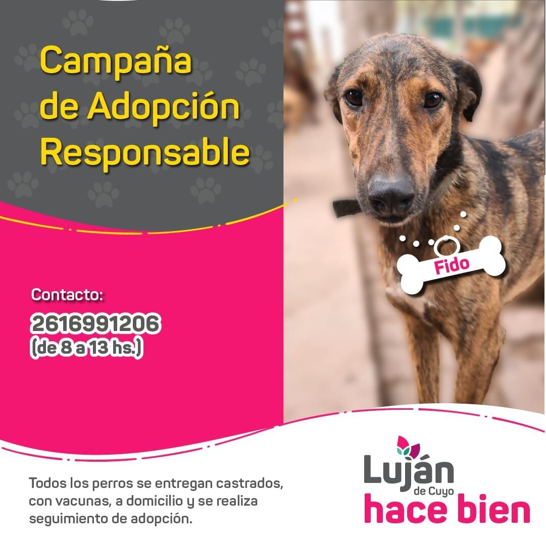 La original campaña en redes con que Luján busca dar en adopción a 17 perritos rescatados de situaciones traumáticas. Foto: facebook Municipalidad Luján de Cuyo