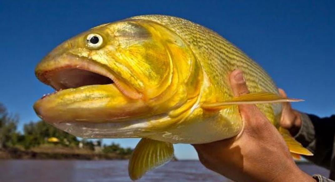 DORADO. Prohibieron hasta fin de año la pesca en Santiago del Estero (Archivo).