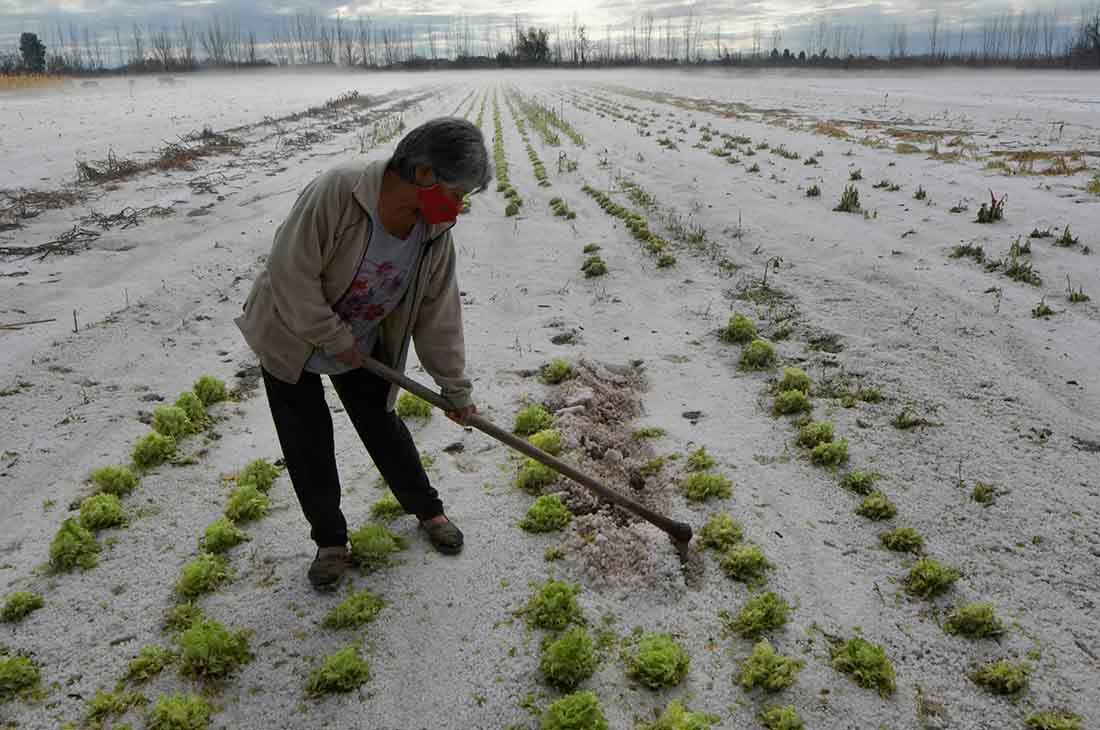 Alicia Castro, chacarera perdió su producción de lechugas y acelgas. El granizo afectó a localidades del Valle de Uco.