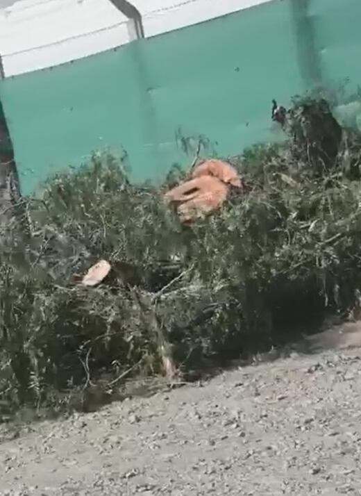 Enojo vecinal: talaron 12 árboles históricos sobre Avenida Champagnat para construir una iglesia. Foto: Captura Video.