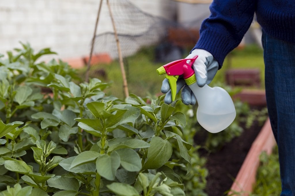 Con este producto casero podrás dejar tu jardín verde.