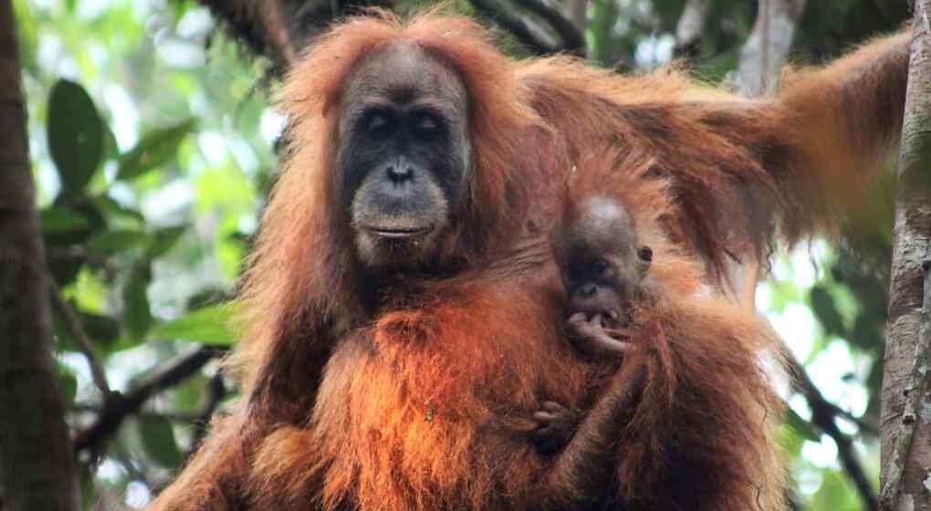 El genoma humano y el del orangután son idénticos en un 97%  (AP)