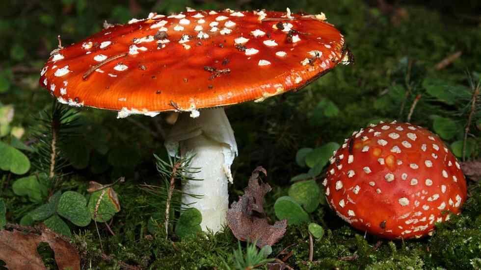 AMANITA MUSCARIA. Es un hongo alucinógeno que produce problemas gastrointestinales (Wikipedia).