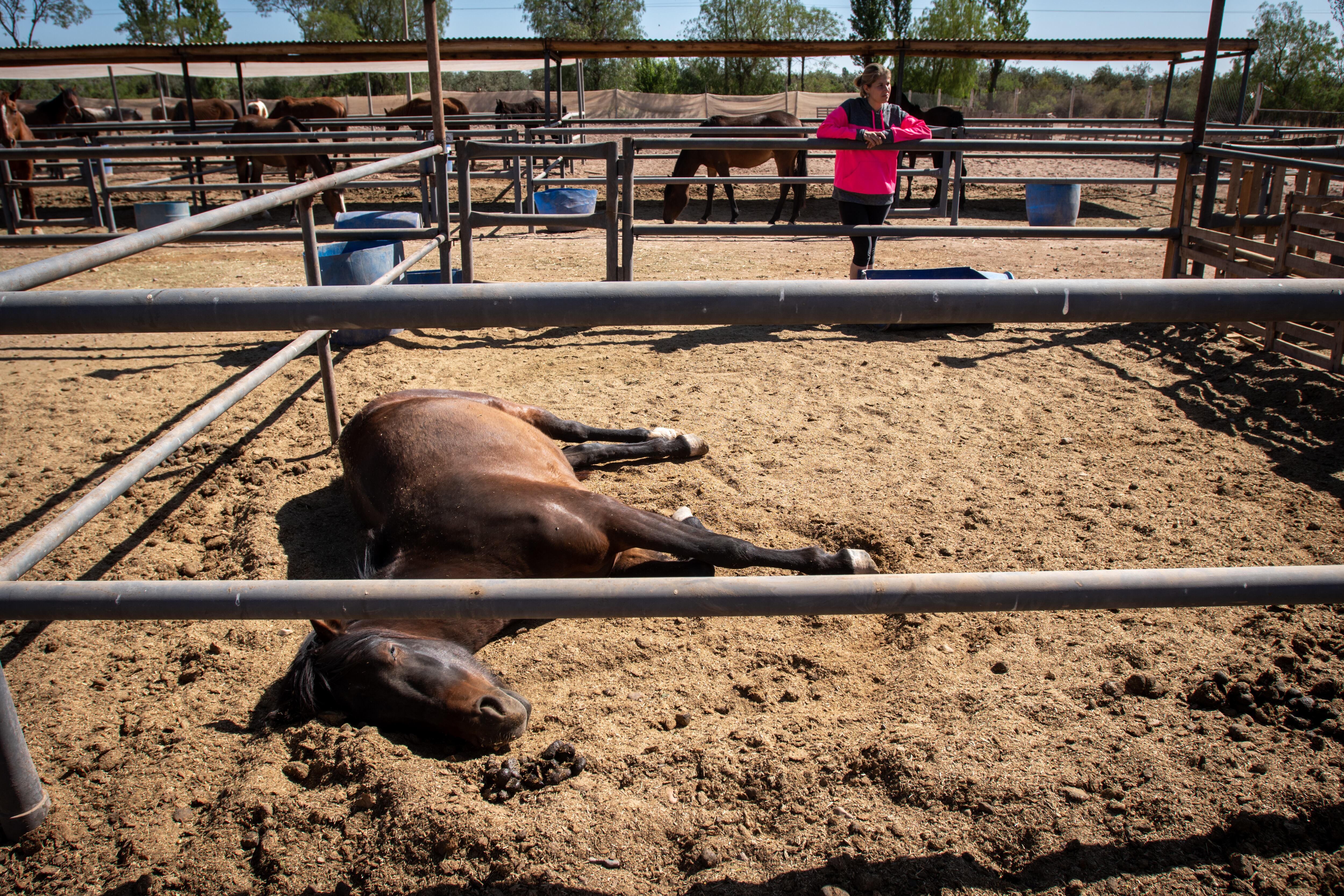 Después de tanto sufrimiento y maltrato uno de los caballos descansa en su nuevo corral.