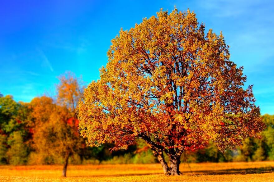 Cuándo comienza el otoño y que es el equinoccio.