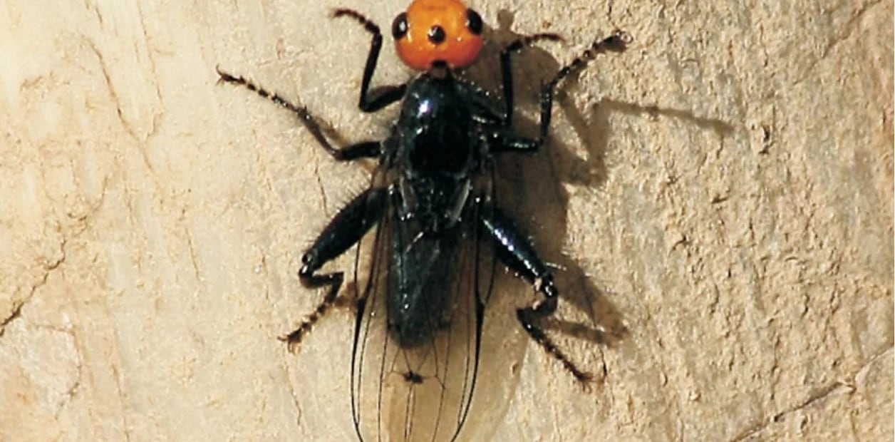 Thyreophora cynophila. Foto: Web