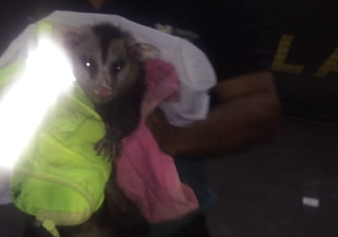 Una zarigüeya rescatada en el centro de Mendoza (Foto gentileza)