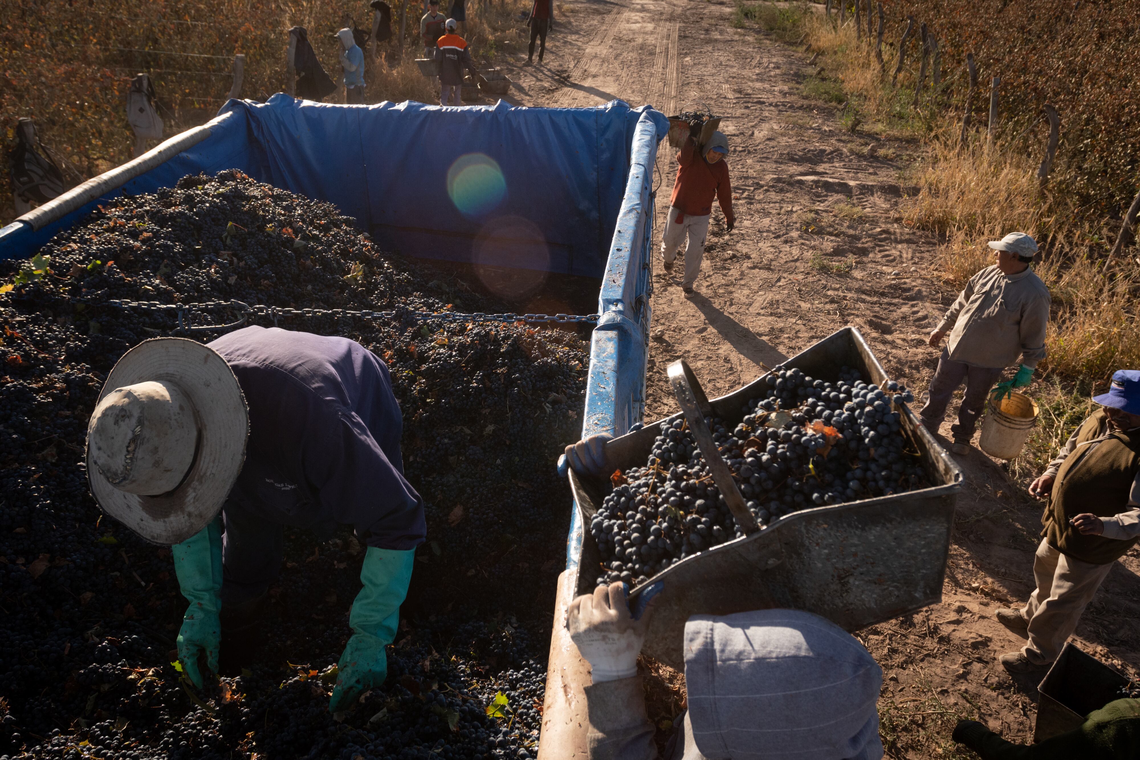 El Malbec está cultivado en 17 de las provincias argentinas. - Foto: Ignacio Blanco / Los Andes  