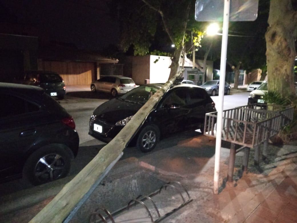 La madera se quebró en la base del poste y se desplomó sobre el auto