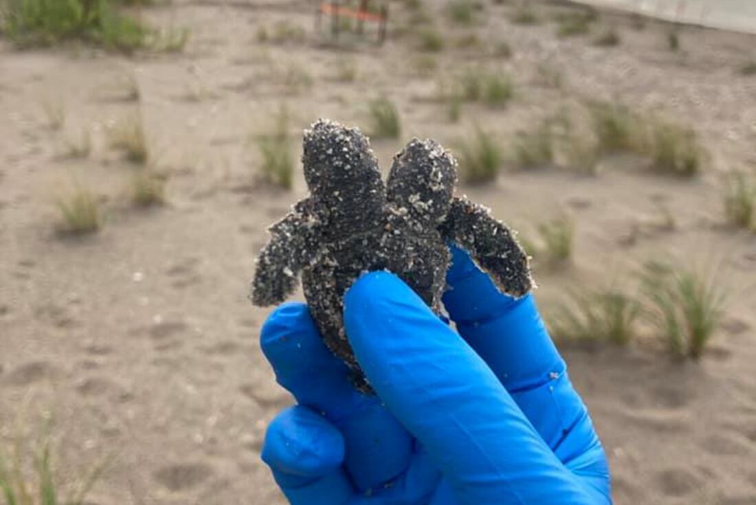 Un grupo de conservacionistas  encontró a una tortuga mutante.