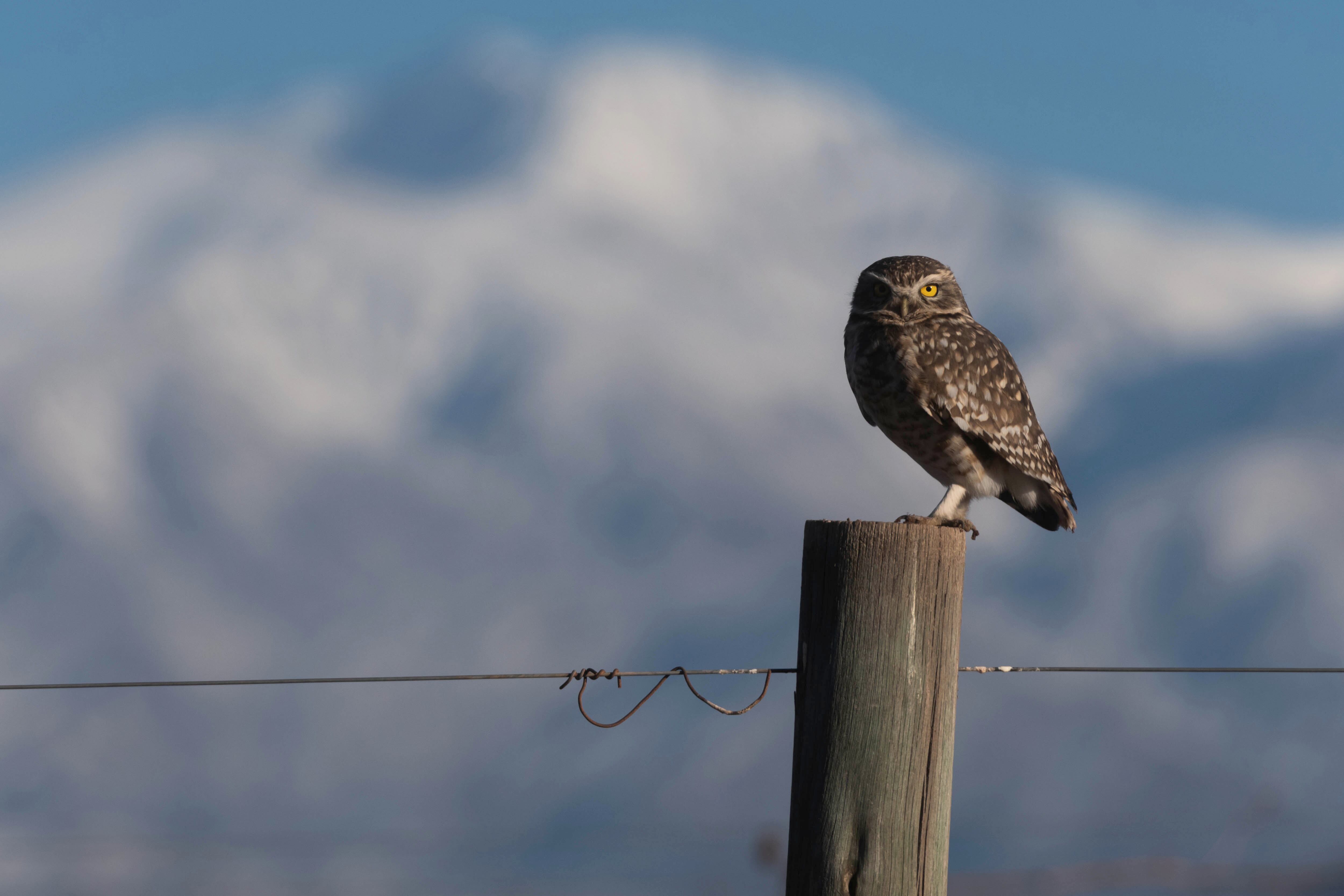 Una familia de lechuzas anidan cerca de un viñedo en Luján.
Fotos: Ignacio Blanco / Los Andes