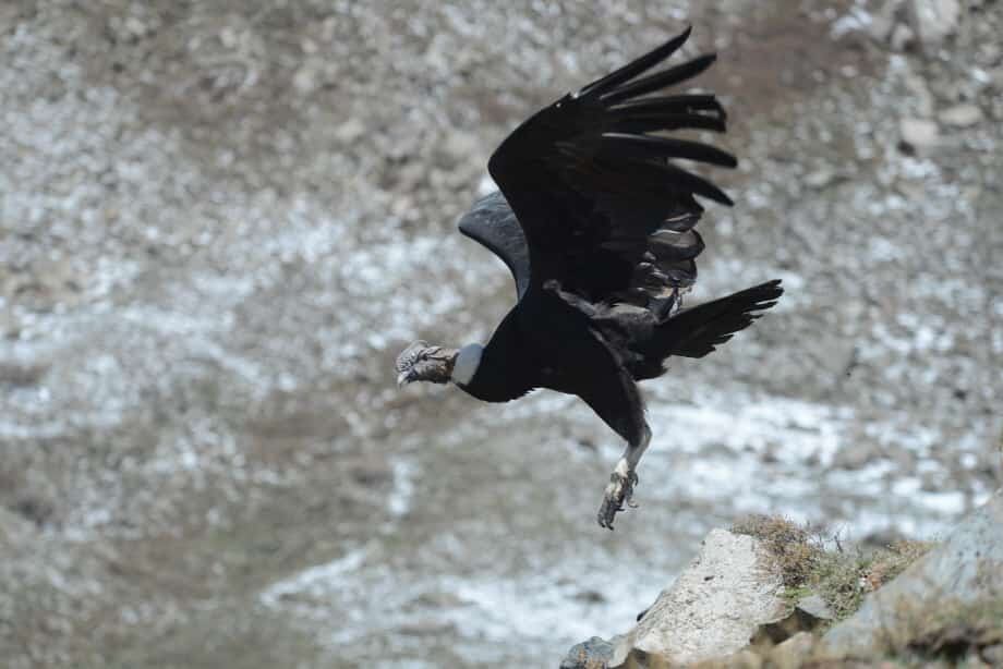 Emotivo video: el momento en que un cóndor cae en la cuenta de que es libre y vuela hacia la cordillera mendocina. Foto: Gentileza Fundación Cullunche