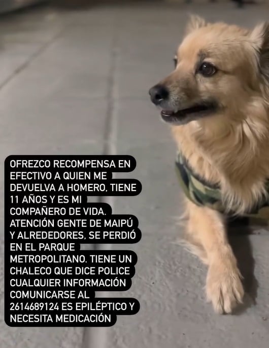 Desesperada búsqueda de un perrito con epilepsia en Maipú: necesita tomar medicación urgente. Foto: Gentileza