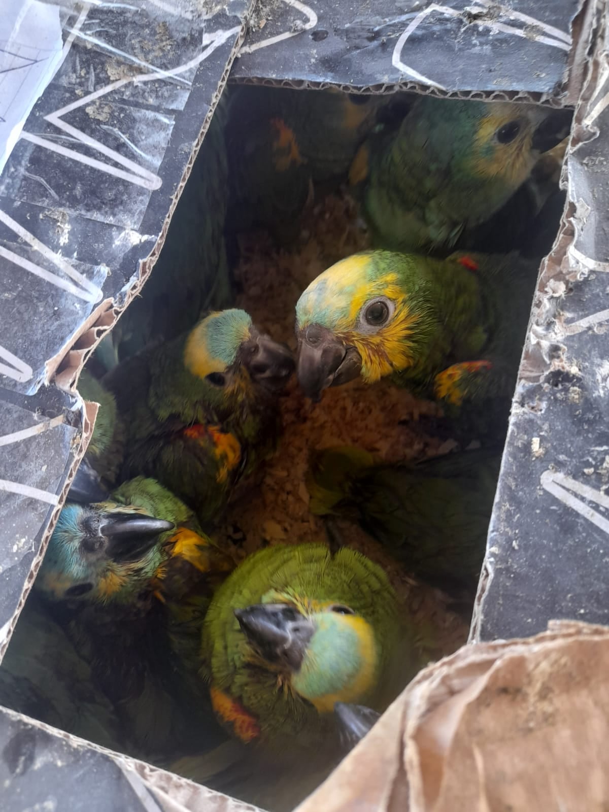 Fotos: rescataron a 20 pichones de loro que un camionero intentó ingresar de contrabando a Mendoza. Foto: Gobierno de Mendoza