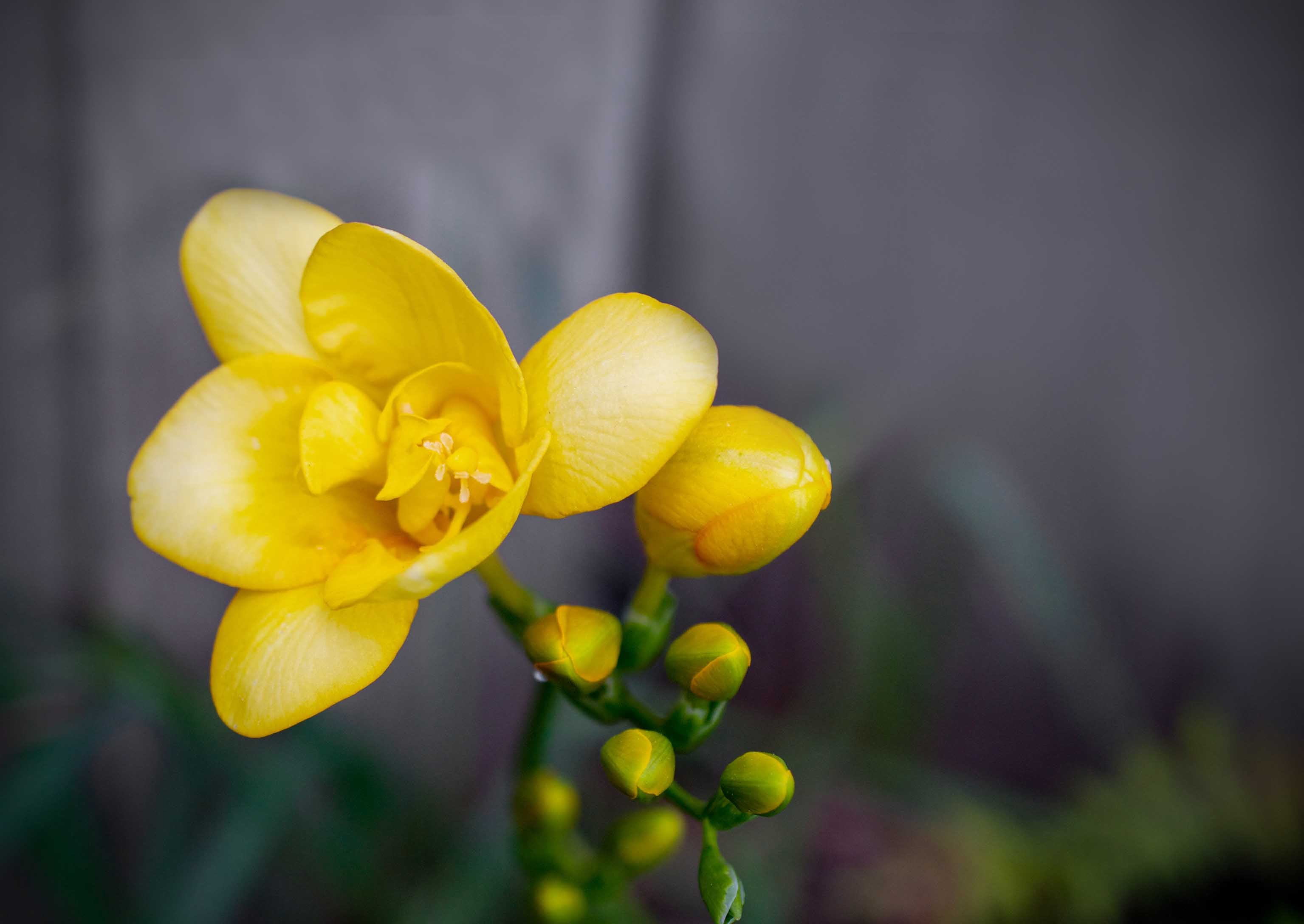 Si te ocupás ahora de plantar bulbosas, a fines de este invierno o comiezos de primavera tendrás la gratificación de verlas florecer.