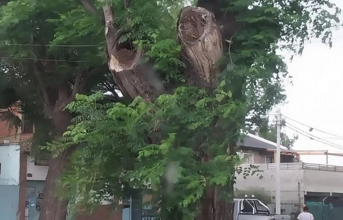 El árbol donde estaba el panal: un hombre murió atacado por abejas en Rosario (Gentileza / Cadena 3)