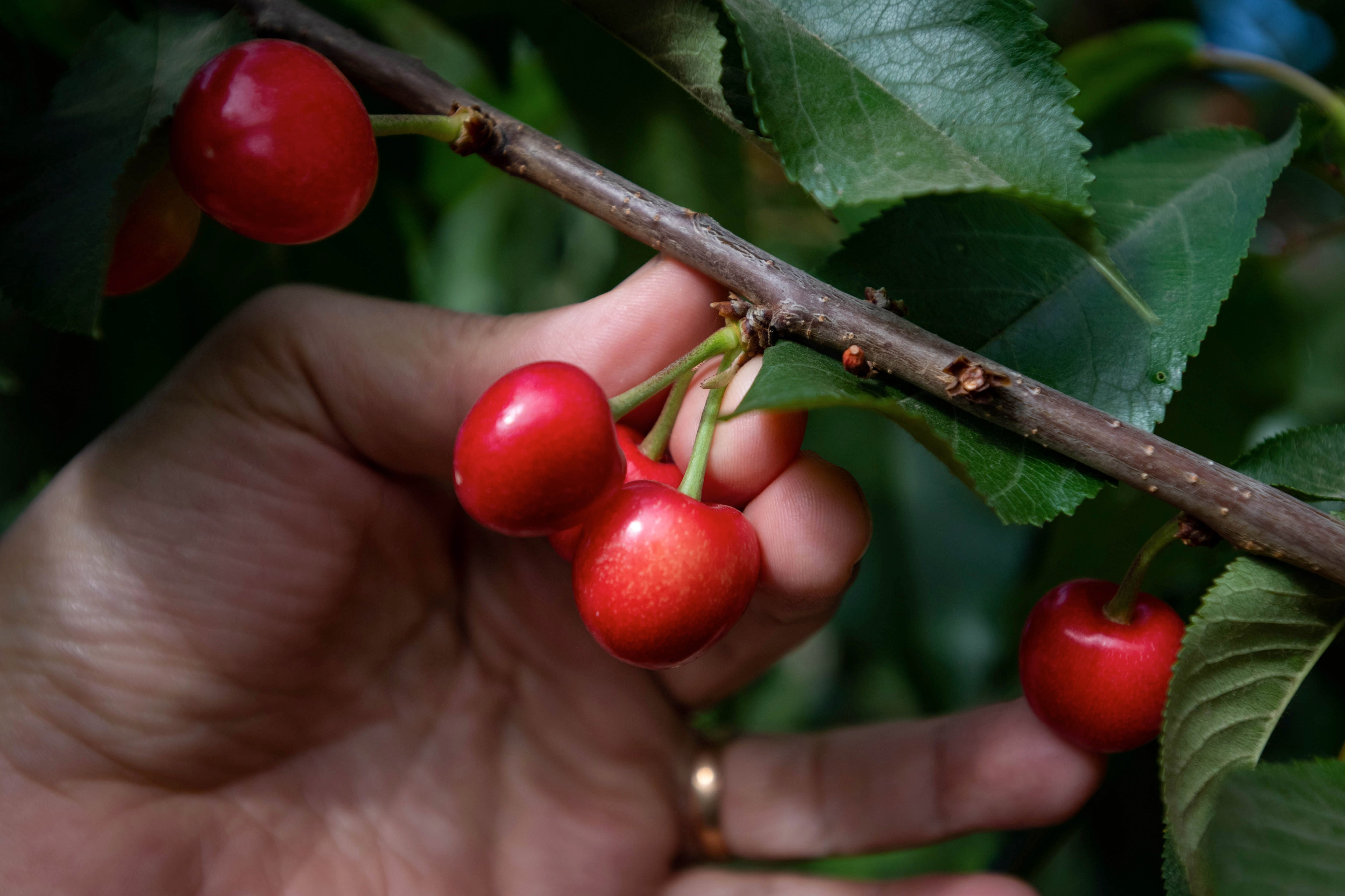 El momento del cuaje está pronto en los frutales. - Ignacio Blanco / Los Andes

