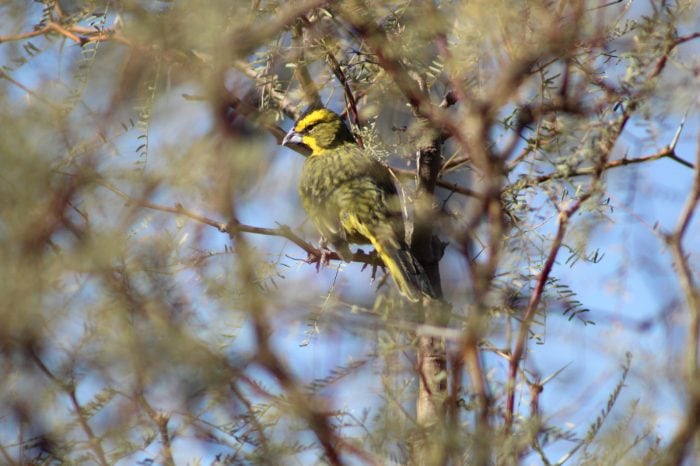 Rescataron, rehabilitaron y liberaron en su hábitat a 20 cardenales amarillos: preocupa el tráfico ilegal. Foto: Gentileza Guardaparque Martín García, Departamento de Fauna Silvestre.