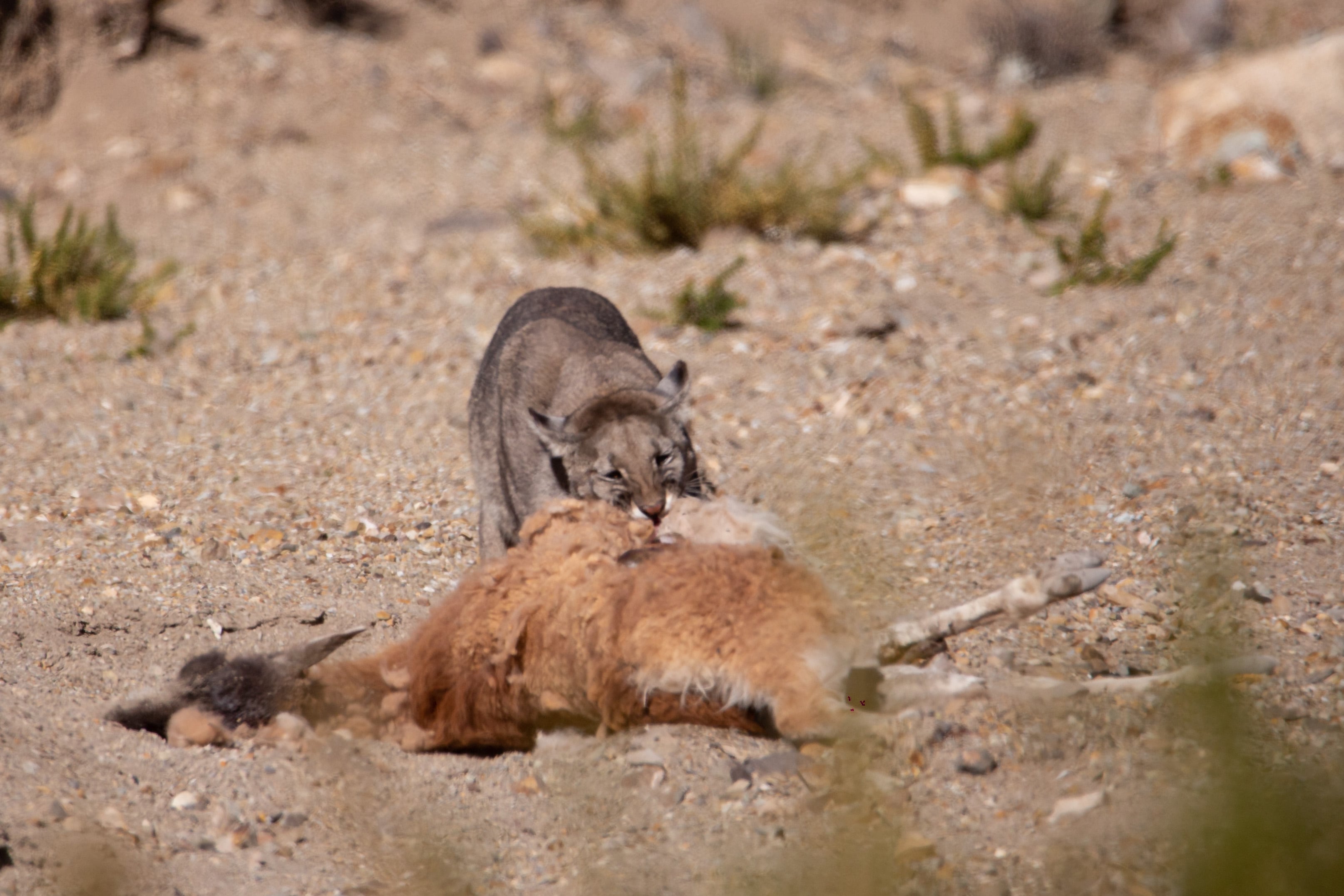 Fotos y videos del impactante avistaje de un puma en Villavicencio comiendo un guanaco: su rol clave en el ecosistema. Foto: Gentileza Martín Pérez (@cuyo.birding.3)