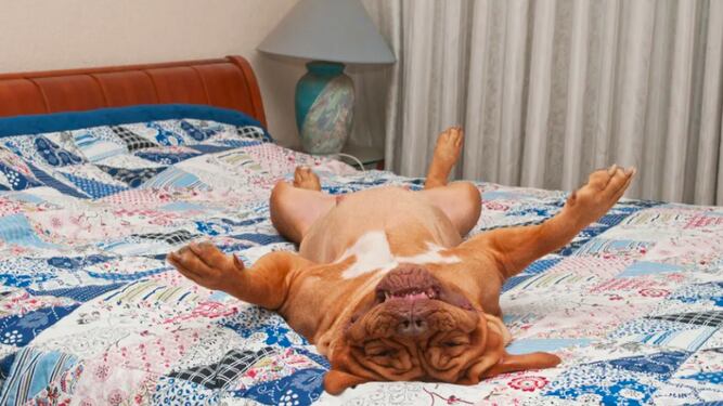 Esto significan las poses de los perros al dormir. (Web).