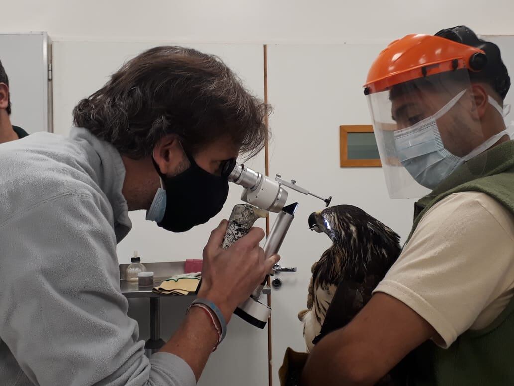 Por medio de una operación inédita para ejemplares de esta especie, el 21 de mayo se le aplicó una especie de brackets al águila coronada para reconstruir su pico.