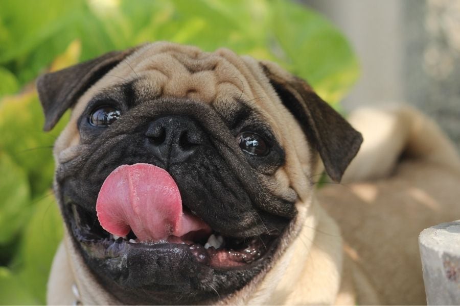 Pugs