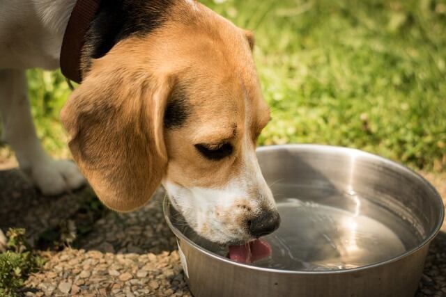 Cómo cuidar a perros y gatos de las picaduras de mosquitos. / WEB