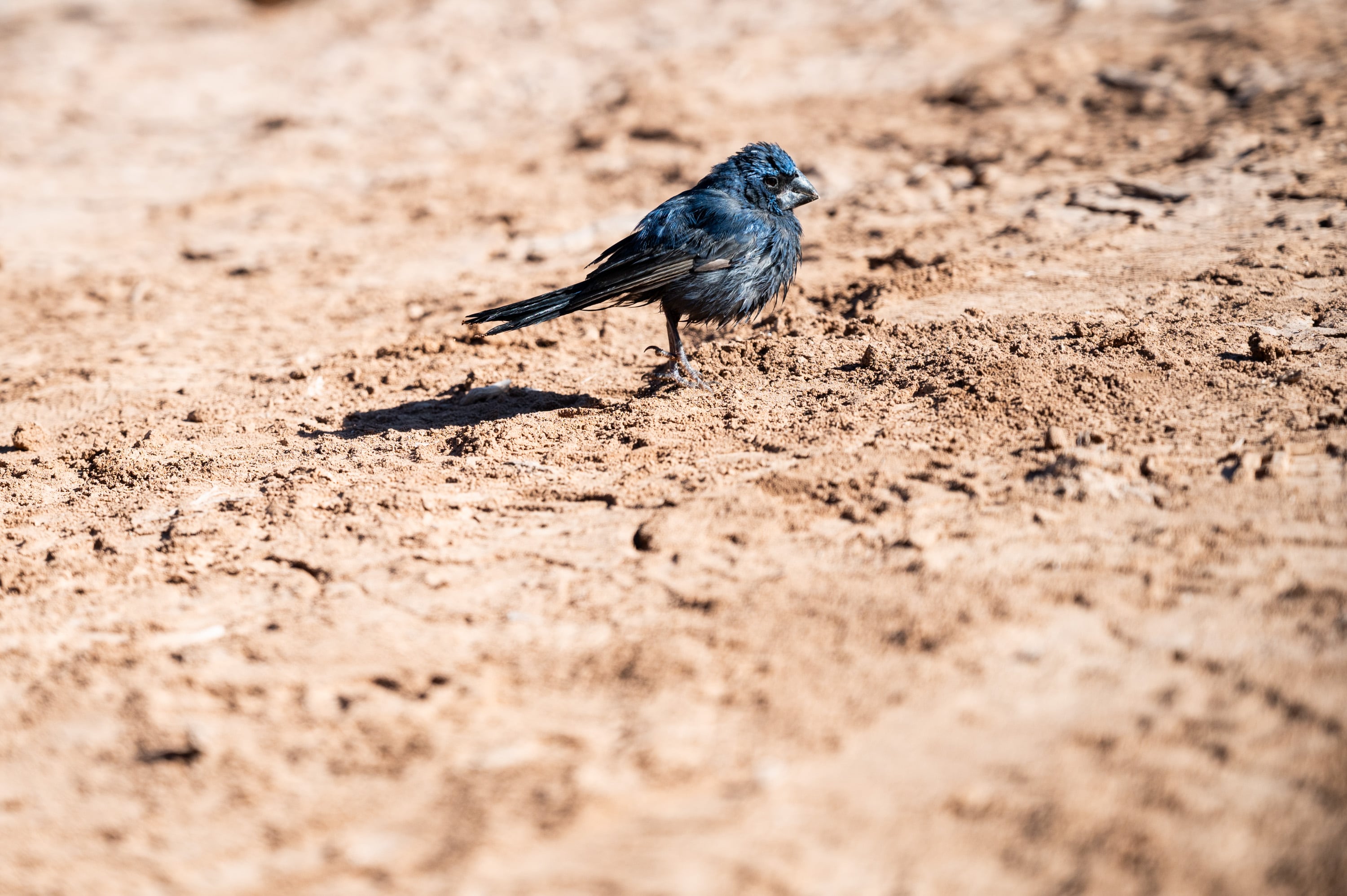 Regresaron a su hábitat a 21 aves que habían sido rescatadas en cautiverio y luego de rehabilitarlas. Foto: Prensa Ministerio de Ambiente y Energía.