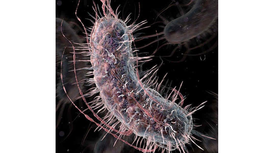 Bacteria. Imagen al microscopio de “Escherichia coli” (Science Translational Medicine)