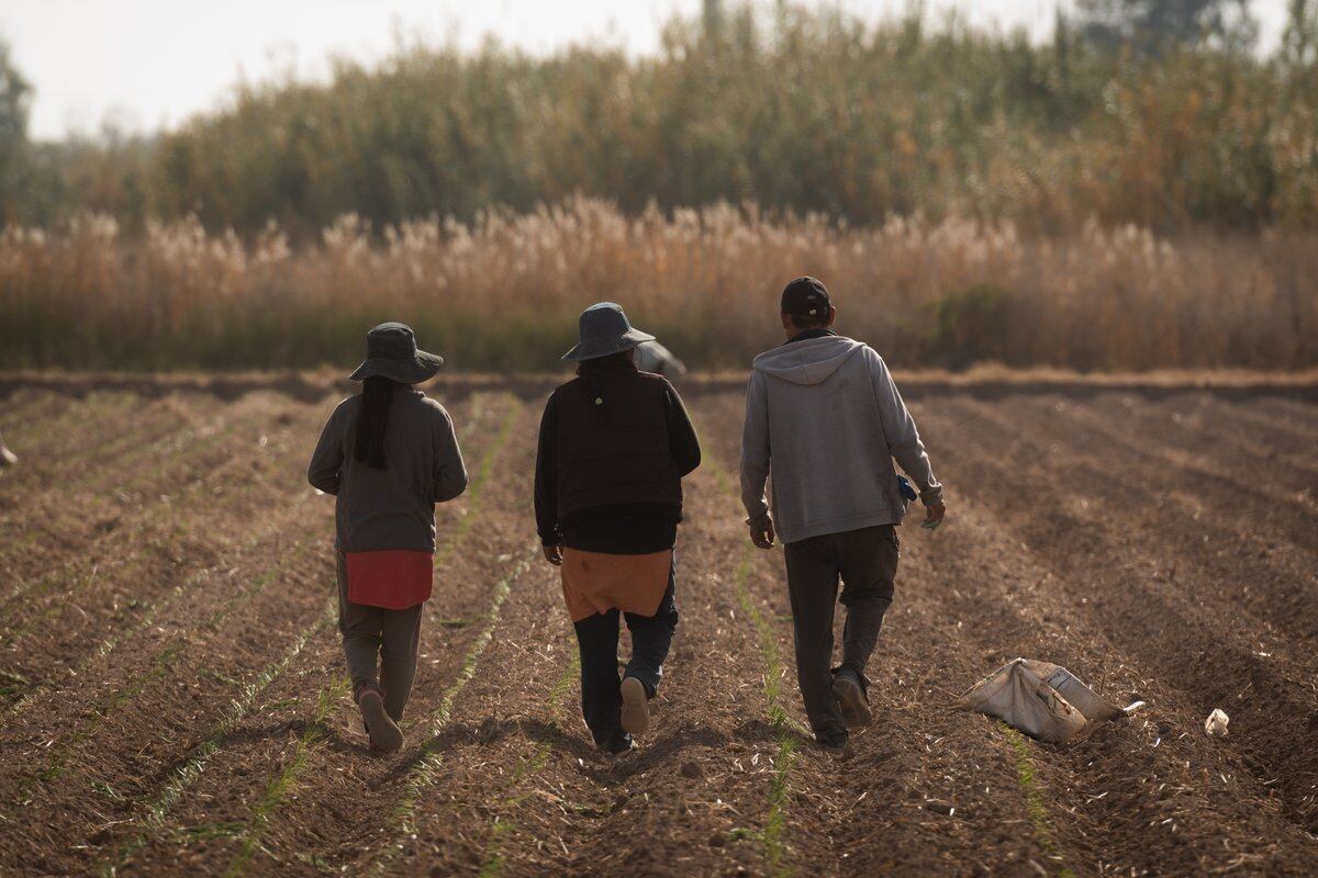 Los jóvenes tuvieron que cosechar en una chacra, en la que les entregaron almácigos de cebolla como forma de pago, para tener algo que plantar. Foto: Ignacio Blanco / Los Andes