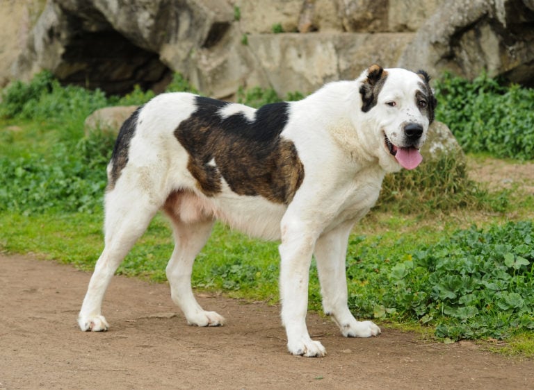 Estos perros no son la mejor opción para adoptar.