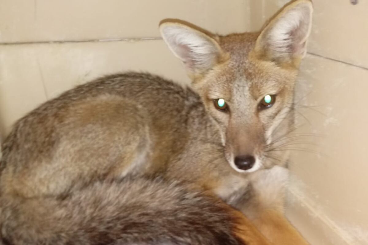 Potrerillos: mató a un zorro con un rifle de aire comprimido porque dijo que había atacado a su perro. Foto: Imagen ilustrativa.